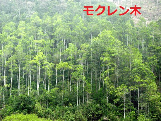 Vùng nguyên liệu gỗ Mỡ rừng trồng tại Việt Nam